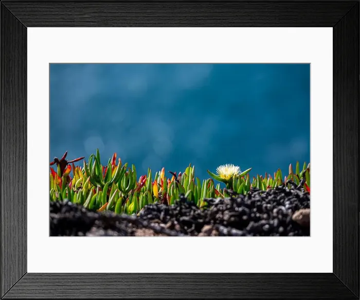 Framed Print : Coastal flora thrive on rugged rocks with a bright flower standing out against the sea Framed Print : Coastal flora thrive on rugged rocks with a bright flower standing out against the sea