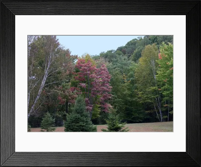 Framed Print : Québec - Lac Mercier Fall Foliage Framed Print : Québec - Lac Mercier Fall Foliage