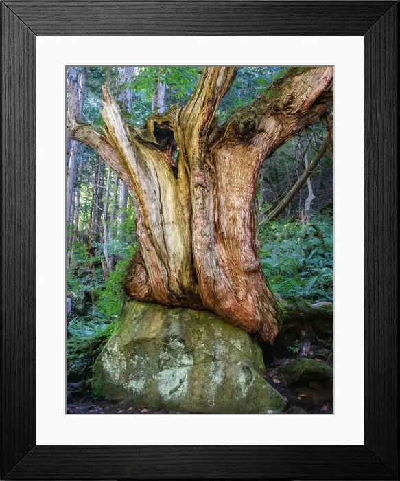 Framed Print : The Tateshina-Genseirin Primeval Forest