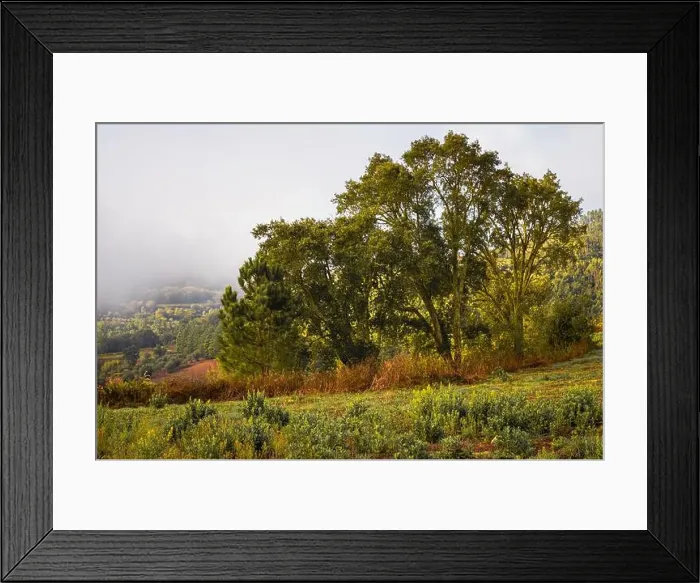 Framed Print : Trees on a misty hill, Penela, Portugal Framed Print : Trees on a misty hill, Penela, Portugal