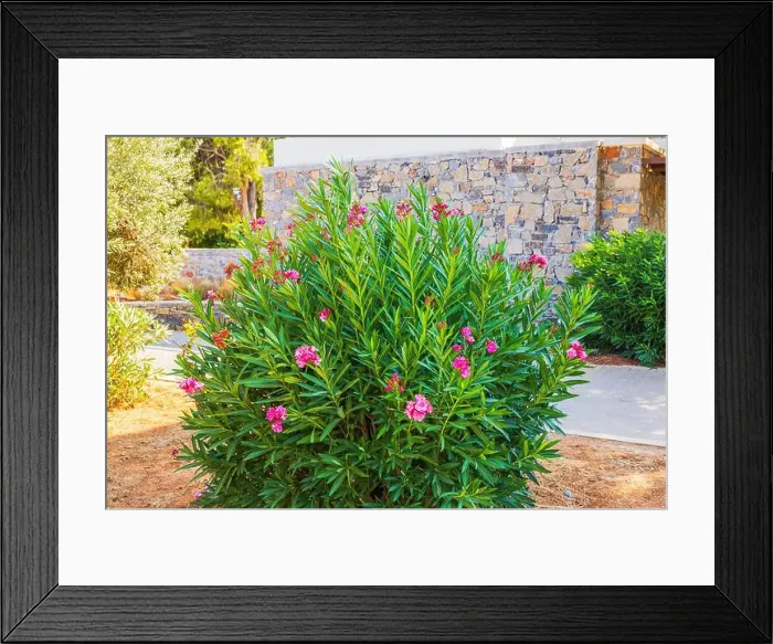 Framed Print : Blooming oleander pink flowers on green bush near stone wall in sunny garden. Greece Framed Print : Blooming oleander pink flowers on green bush near stone wall in sunny garden. Greece