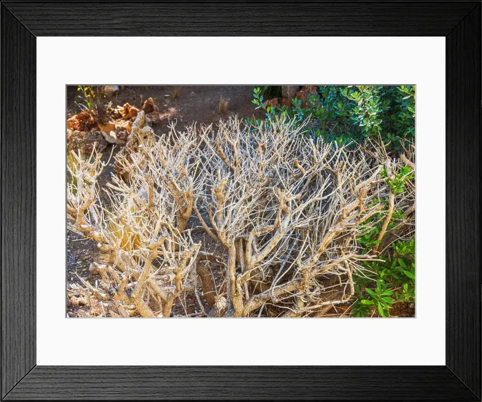 Framed Print : Close up view of dry tree branches in sunny garden with green bushes in background. Greece