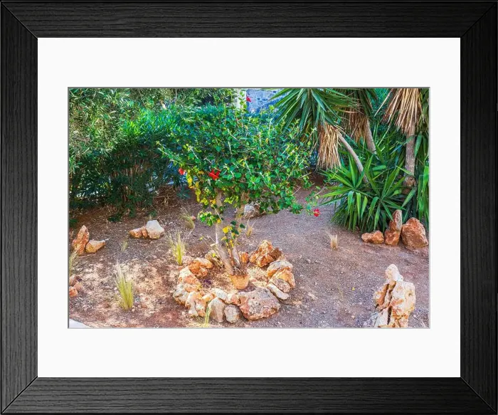 Framed Print : Small tropical tree with red flowers growing in garden surrounded by rocks Framed Print : Small tropical tree with red flowers growing in garden surrounded by rocks