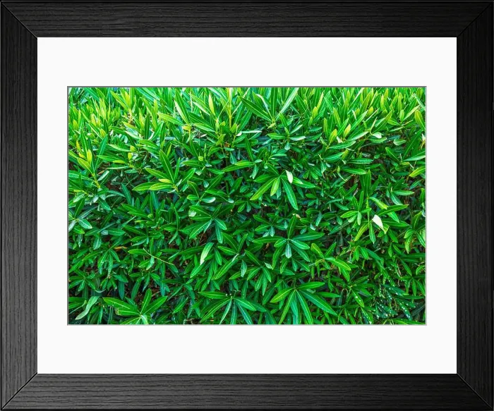 Framed Print : Close-up of green oleander leaves densely growing together, creating lush and vibrant natural background Framed Print : Close-up of green oleander leaves densely growing together, creating lush and vibrant natural background