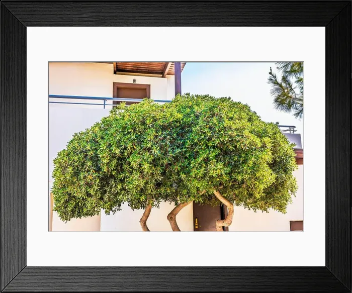 Framed Print : Shaped tree with green foliage growing near building wall in sunny garden. Greece Framed Print : Shaped tree with green foliage growing near building wall in sunny garden. Greece