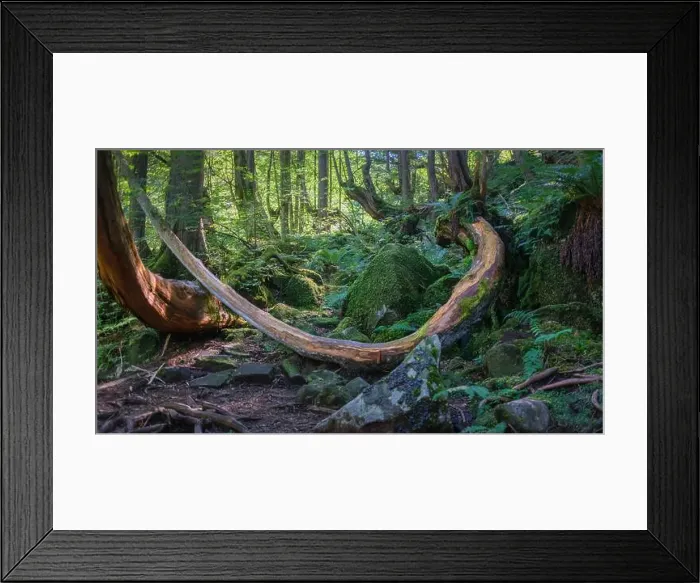 Framed Print : The Tateshina-Genseirin Primeval Forest Framed Print : The Tateshina-Genseirin Primeval Forest