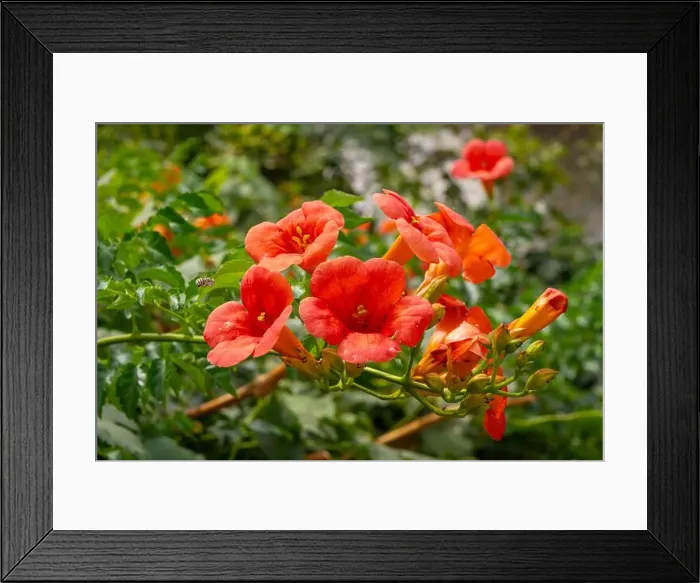 Framed Print : Chinese trumpet vine in a garden in Mithymna (or Methymna) is a town and former municipality on the island of Lesbos