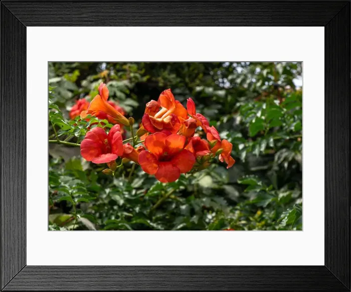 Framed Print : Chinese trumpet vine in a garden in Mithymna (or Methymna) is a town and former municipality on the island of Lesbos Framed Print : Chinese trumpet vine in a garden in Mithymna (or Methymna) is a town and former municipality on the island of Lesbos