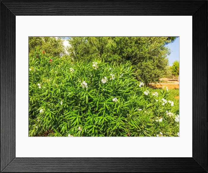 Framed Print : Lush green oleander bush with white flowers in sunny garden. Greece Framed Print : Lush green oleander bush with white flowers in sunny garden. Greece