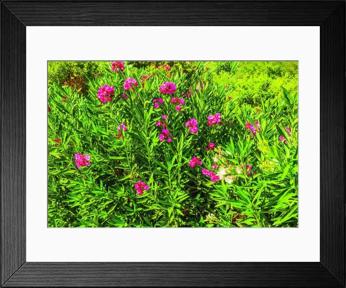 Framed Print : Green oleander bush with vibrant pink flowers in sunny garden. Greece Framed Print : Green oleander bush with vibrant pink flowers in sunny garden. Greece