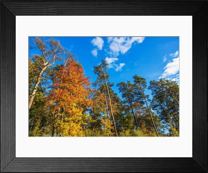 Framed Print : Tall autumn trees with colorful leaves against bright blue sky on sunny day in peaceful forest. Sweden Framed Print : Tall autumn trees with colorful leaves against bright blue sky on sunny day in peaceful forest. Sweden