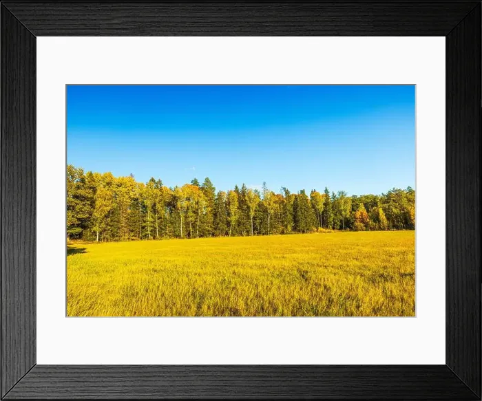 Framed Print : Sunny autumn meadow with tall grass and trees in background under clear blue sky. Sweden Framed Print : Sunny autumn meadow with tall grass and trees in background under clear blue sky. Sweden