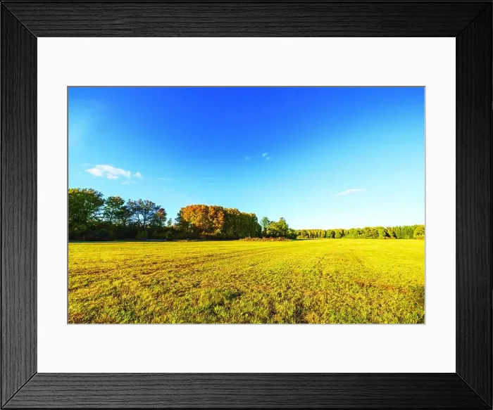 Framed Print : Beautiful view of autumn meadow with golden grass and trees under bright clear blue sky during sunny day. Sweden Framed Print : Beautiful view of autumn meadow with golden grass and trees under bright clear blue sky during sunny day. Sweden