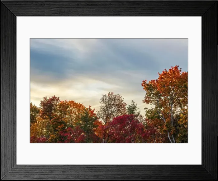 Framed Print : Colorful autumn trees with red, orange, and yellow leaves under cloudy sky during sunset. Sweden Framed Print : Colorful autumn trees with red, orange, and yellow leaves under cloudy sky during sunset. Sweden