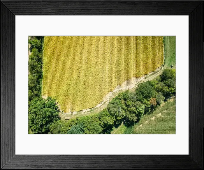 Framed Print : Top-down aerial view of tobacco field in Central Kentucky Framed Print : Top-down aerial view of tobacco field in Central Kentucky