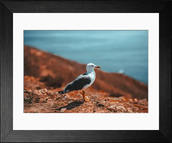 Framed Print : Travel in Berlengas, Portugal Framed Print : Travel in Berlengas, Portugal