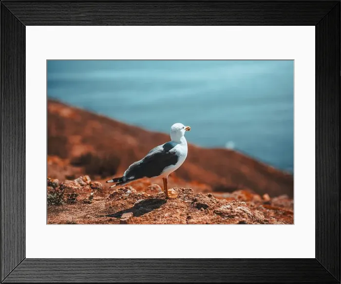 Framed Print : Travel in Berlengas, Portugal Framed Print : Travel in Berlengas, Portugal