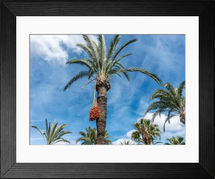 Framed Print : A Date Palm Tree with fruit hanging from its branches in Santa Eulària des Riu, in Ibiza, Spain Framed Print : A Date Palm Tree with fruit hanging from its branches in Santa Eulària des Riu, in Ibiza, Spain