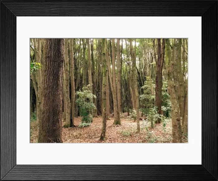 Framed Print : A forest of Japanese camphor trees - Cinnamomum camphora at Magamba Nature Forest Reserves in Usambara Mountains in Framed Print : A forest of Japanese camphor trees - Cinnamomum camphora at Magamba Nature Forest Reserves in Usambara Mountains in