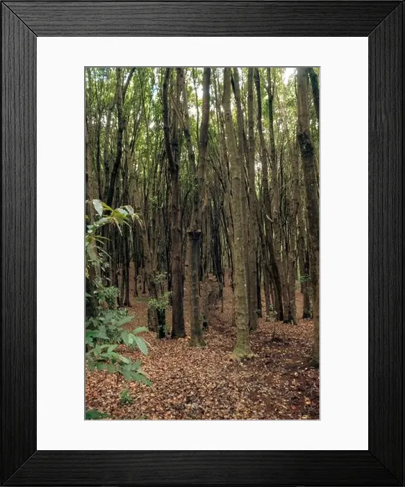 Framed Print : A forest of Japanese camphor trees - Cinnamomum camphora at Magamba Nature Forest Reserves in Usambara Mountains in Framed Print : A forest of Japanese camphor trees - Cinnamomum camphora at Magamba Nature Forest Reserves in Usambara Mountains in