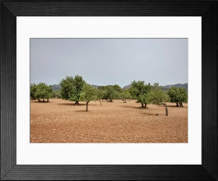 Framed Print : Sprawling orange groves in the direction of Soller Framed Print : Sprawling orange groves in the direction of Soller