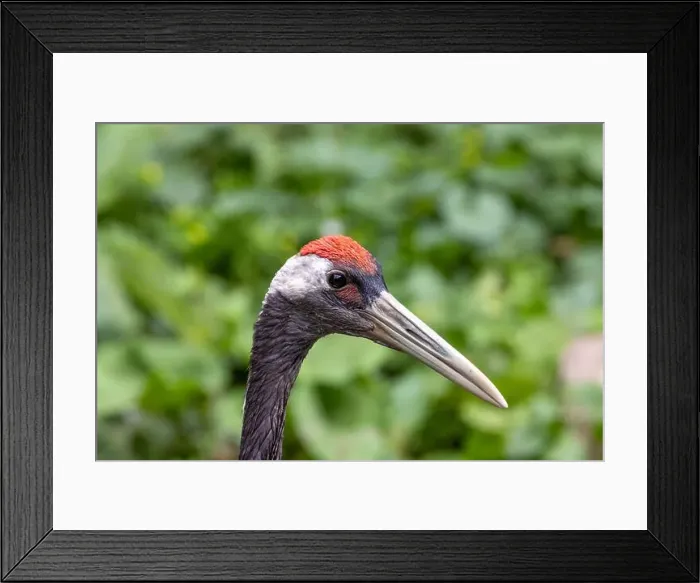 Framed Print : The red-crowned crane is a large bird known for its striking red crown and graceful dance Framed Print : The red-crowned crane is a large bird known for its striking red crown and graceful dance