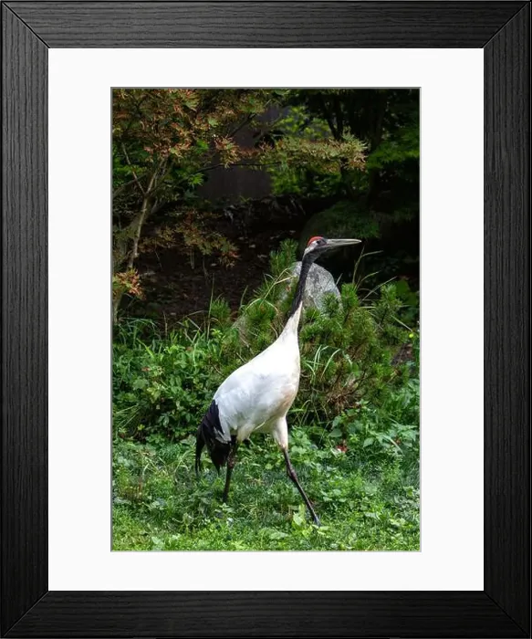 Framed Print : The red-crowned crane is a large bird known for its striking red crown and graceful dance Framed Print : The red-crowned crane is a large bird known for its striking red crown and graceful dance