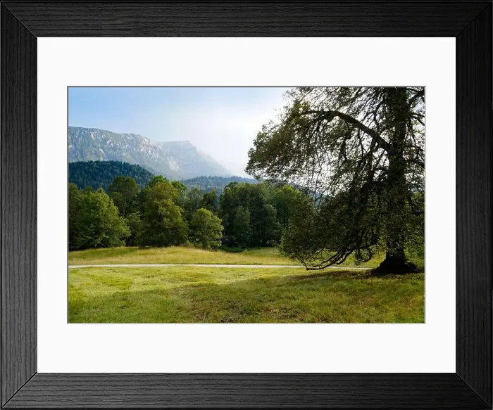 Framed Print : scenic alpine panorama with a large fir tree and the Bavarian Alps surrounded by the woods in late summer (Ettal)