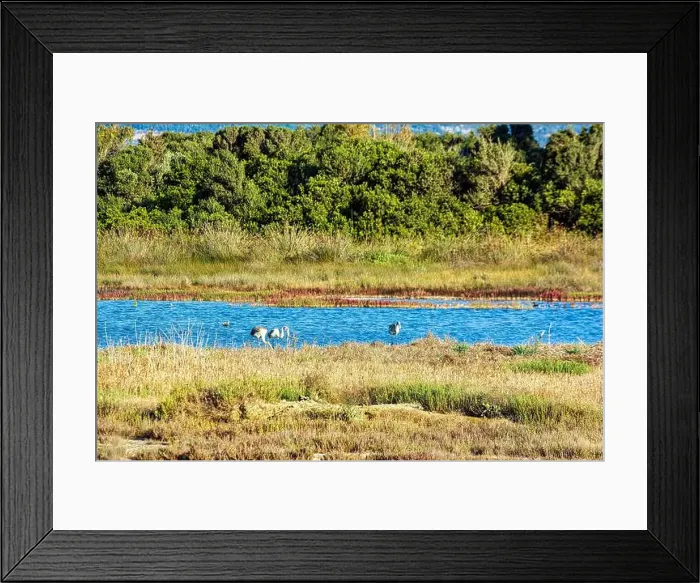 Framed Print : Birds wade in Gialova Lagoon, a biodiverse wetland near Pylos Framed Print : Birds wade in Gialova Lagoon, a biodiverse wetland near Pylos