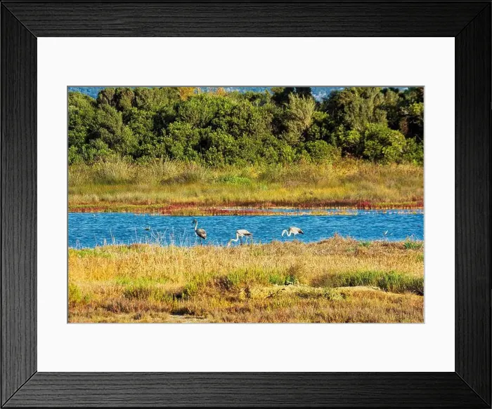 Framed Print : Birds wade in Gialova Lagoon, a biodiverse wetland near Pylos Framed Print : Birds wade in Gialova Lagoon, a biodiverse wetland near Pylos
