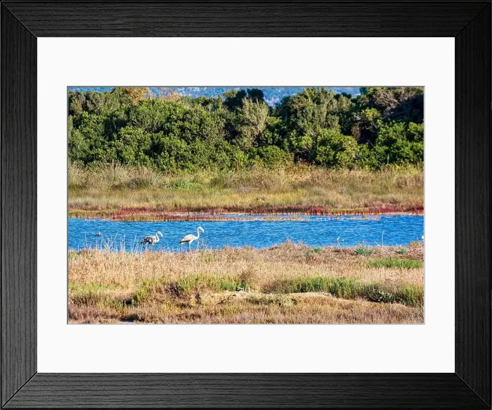 Framed Print : Birds wade in Gialova Lagoon, a biodiverse wetland near Pylos Framed Print : Birds wade in Gialova Lagoon, a biodiverse wetland near Pylos
