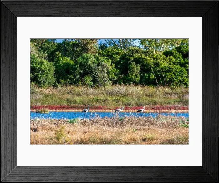 Framed Print : Birds wade in Gialova Lagoon, a biodiverse wetland near Pylos Framed Print : Birds wade in Gialova Lagoon, a biodiverse wetland near Pylos