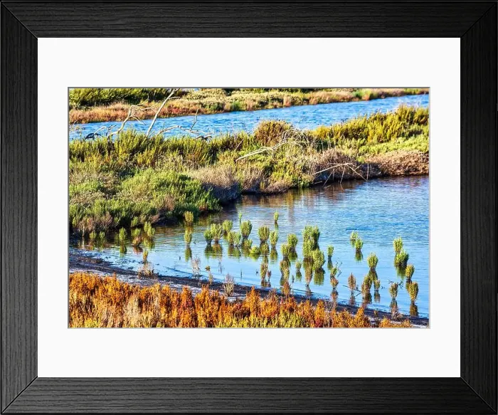 Framed Print : Native vegetation thrives in the shallow waters of Gialova Lagoon Framed Print : Native vegetation thrives in the shallow waters of Gialova Lagoon