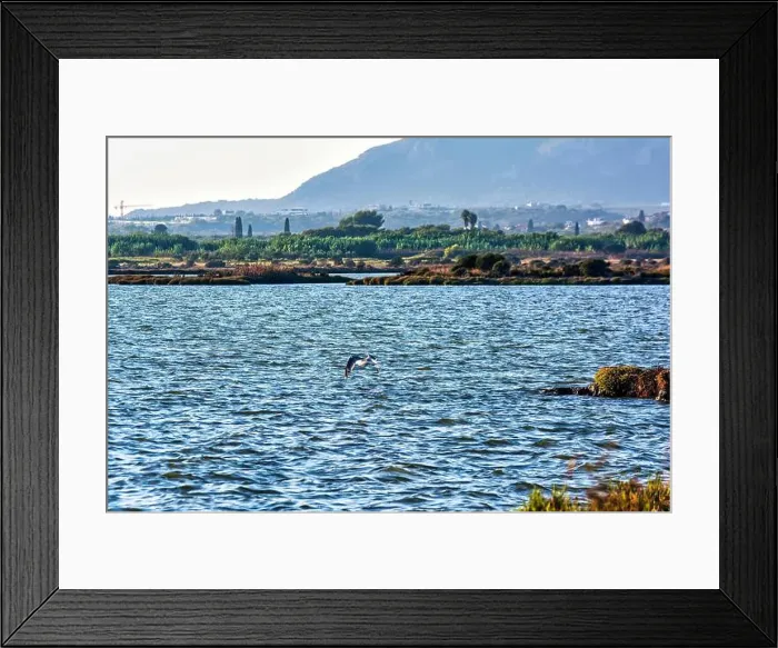 Framed Print : A seagull glides above Gialova Lagoon Framed Print : A seagull glides above Gialova Lagoon