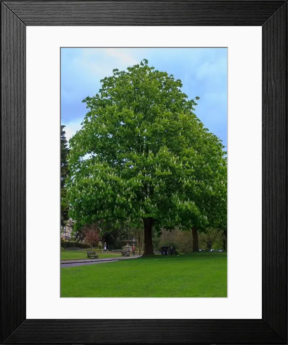 Framed Print : 25 April 2024 A beautiful Horse Chestnut tree in flower inThe Royal Victoria Park in Bath Somerset England in late Framed Print : 25 April 2024 A beautiful Horse Chestnut tree in flower inThe Royal Victoria Park in Bath Somerset England in late