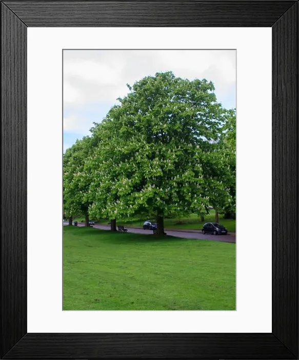 Framed Print : 25 April 2024 A beautiful Horse Chestnut tree in flower inThe Royal Victoria Park in Bath Somerset England in late Framed Print : 25 April 2024 A beautiful Horse Chestnut tree in flower inThe Royal Victoria Park in Bath Somerset England in late