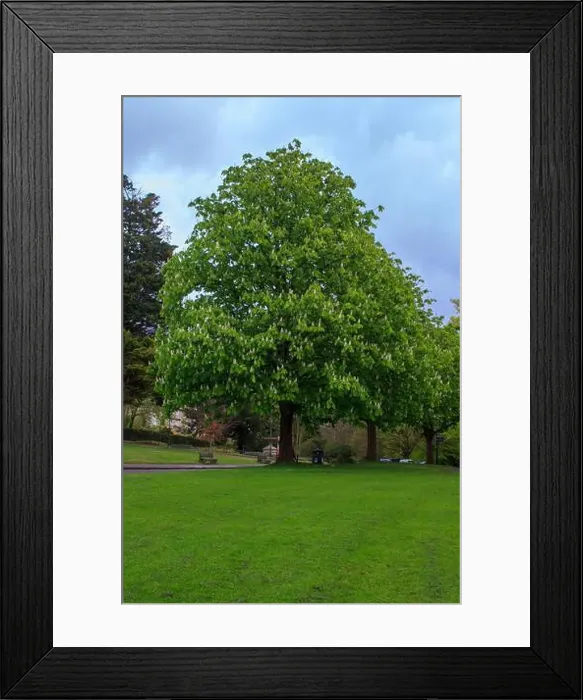 Framed Print : 25 April 2024 A beautiful Horse Chestnut tree in flower inThe Royal Victoria Park in Bath Somerset England in late Framed Print : 25 April 2024 A beautiful Horse Chestnut tree in flower inThe Royal Victoria Park in Bath Somerset England in late
