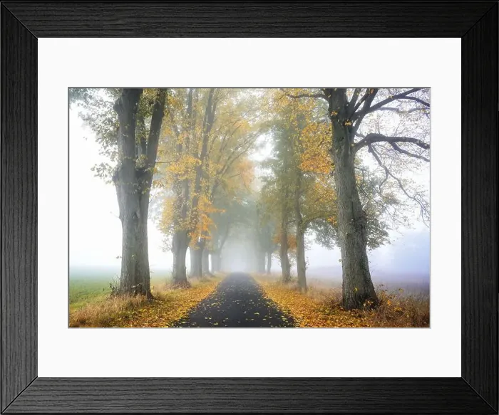 Framed Print : Foggy avenue of lime trees along a narrow country road in autumn with orange and golden colored leaves Framed Print : Foggy avenue of lime trees along a narrow country road in autumn with orange and golden colored leaves