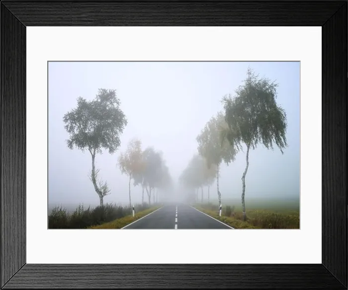Framed Print : Avenue of thin birch trees along a country road on a gray foggy autumn day Framed Print : Avenue of thin birch trees along a country road on a gray foggy autumn day