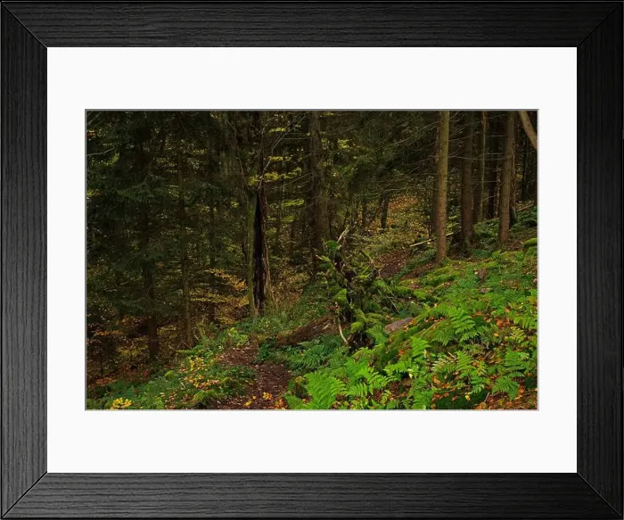 Framed Print : Thuringian Forest near Bad Tabarz in autumn Framed Print : Thuringian Forest near Bad Tabarz in autumn