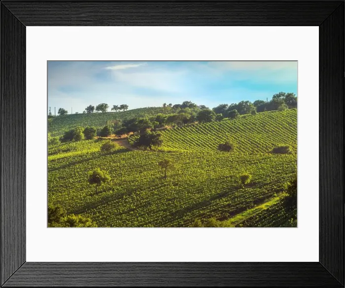 Framed Print : Landscape of the Morellino di Scansano wine vineyards and some trees in autumn Framed Print : Landscape of the Morellino di Scansano wine vineyards and some trees in autumn