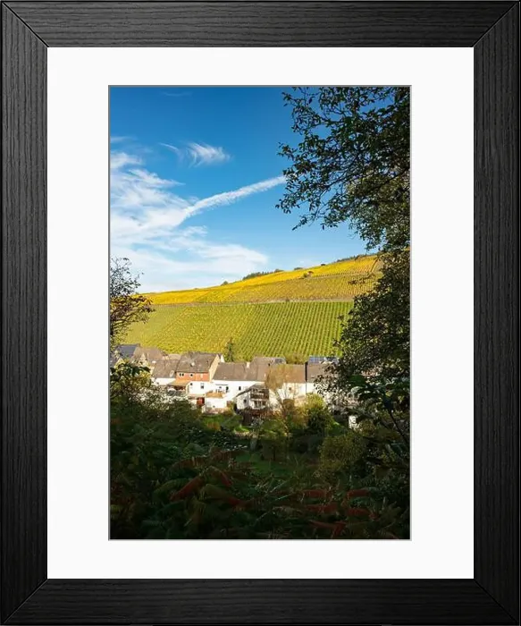 Framed Print : view to the vineyards around the village Enkirch in the river moselle valley in Germany Framed Print : view to the vineyards around the village Enkirch in the river moselle valley in Germany