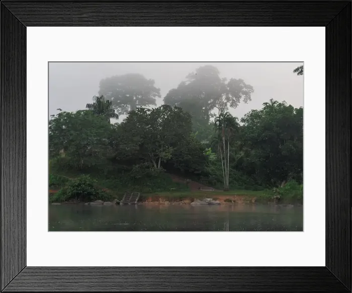 Framed Print : Trees and misty forest near Kumalu village, Suriname, offering a serene morning view along the riverbank Framed Print : Trees and misty forest near Kumalu village, Suriname, offering a serene morning view along the riverbank
