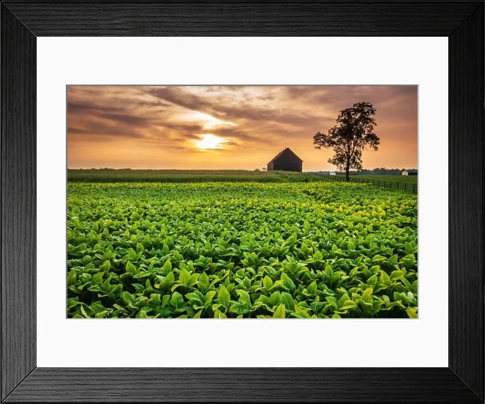 Framed Print : Scenic view of tobacco farm in Central Kentucky at sunset Framed Print : Scenic view of tobacco farm in Central Kentucky at sunset