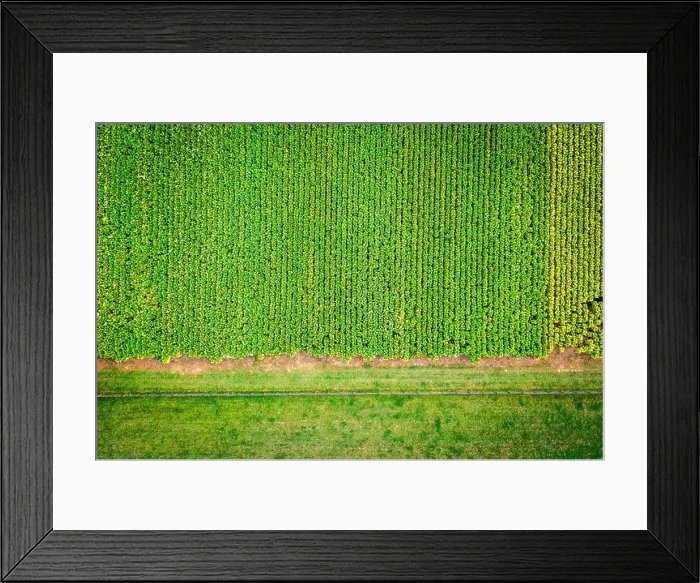 Framed Print : Top-down view of tobacco farm in Central Kentucky