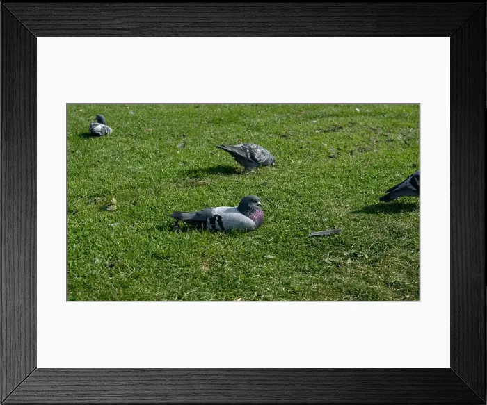 Framed Print : 2yegnpr