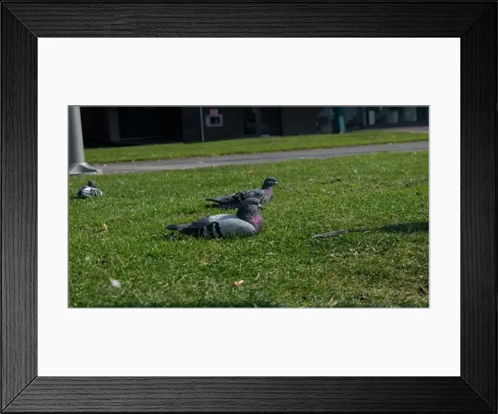 Framed Print : 2yegnpw Framed Print : 2yegnpw