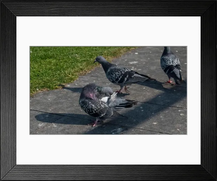 Framed Print : 2yegnr5 Framed Print : 2yegnr5