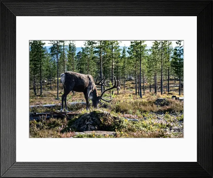 Framed Print : 2yexya5 Framed Print : 2yexya5