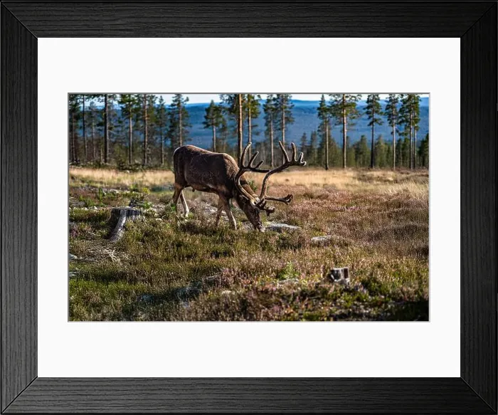 Framed Print : 2yeyb2d Framed Print : 2yeyb2d